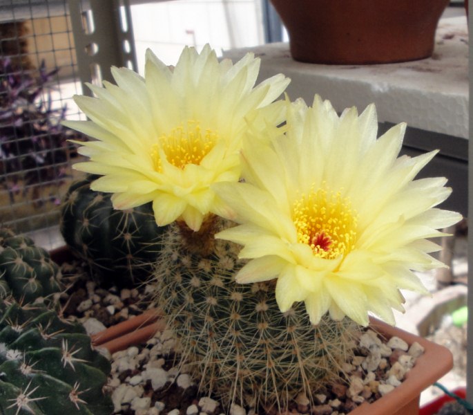Notocactus concinnus v. apricus 