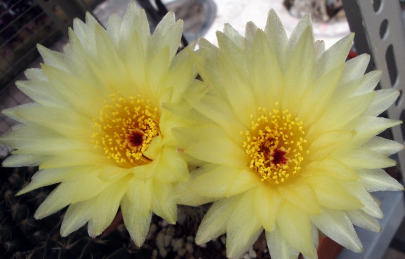 Notocactus concinnus v. apricus 