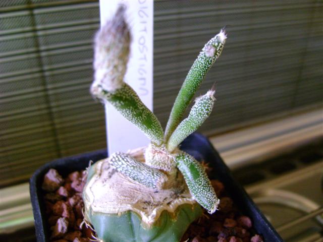 Astrophytum caput-medusae 