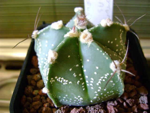 Astrophytum asterias x capricorne 