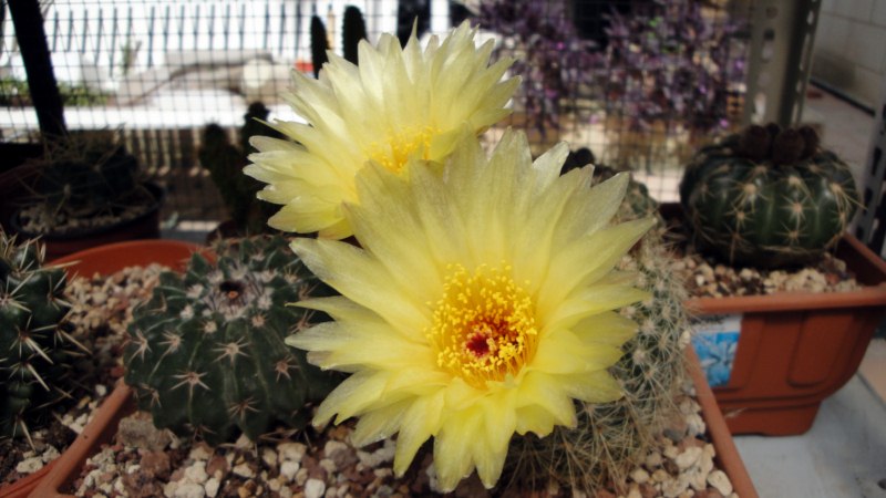 Notocactus concinnus v. apricus 