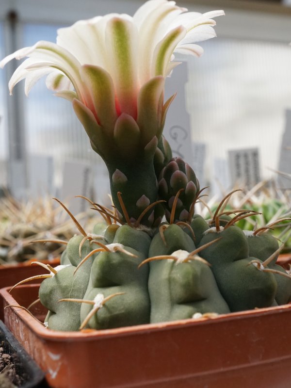 Gymnocalycium vatteri 