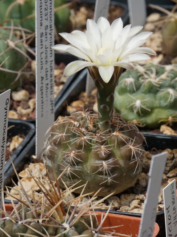 Gymnocalycium lukasikii JPR 100/237