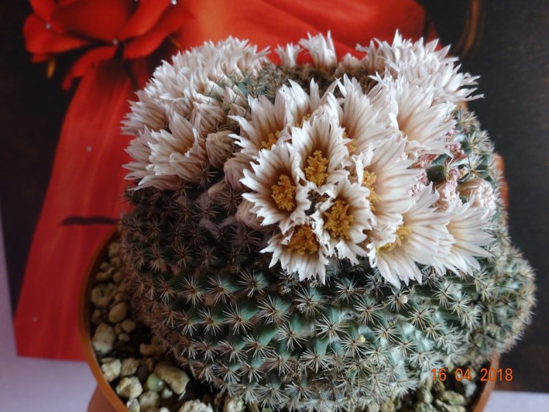 Mammillaria formosa 