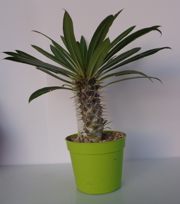 Pachypodium lamerei 