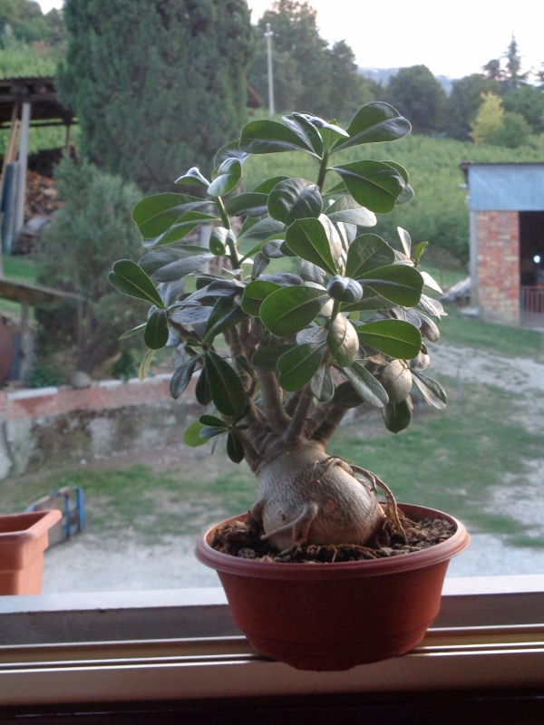 Adenium obesum 