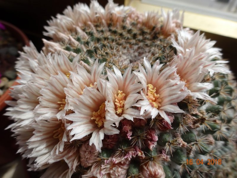 Mammillaria formosa 