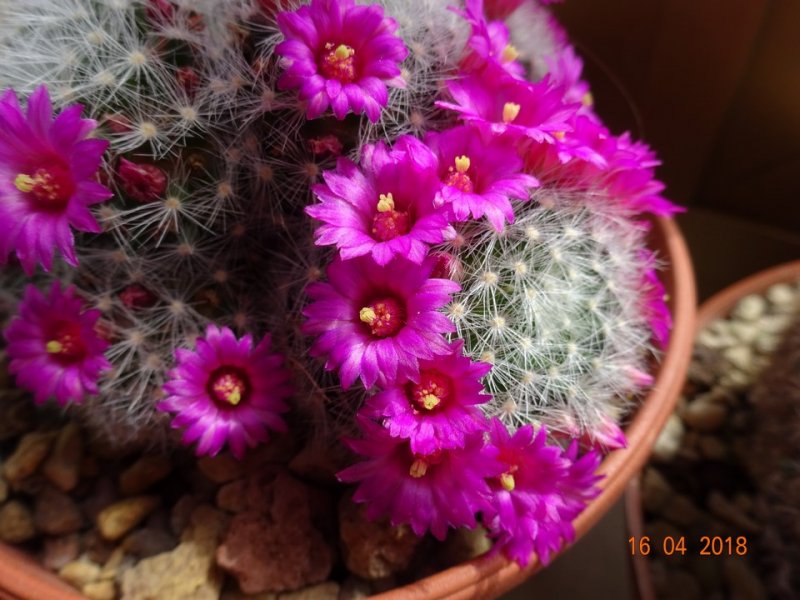 Mammillaria laui ssp. dasyacantha 