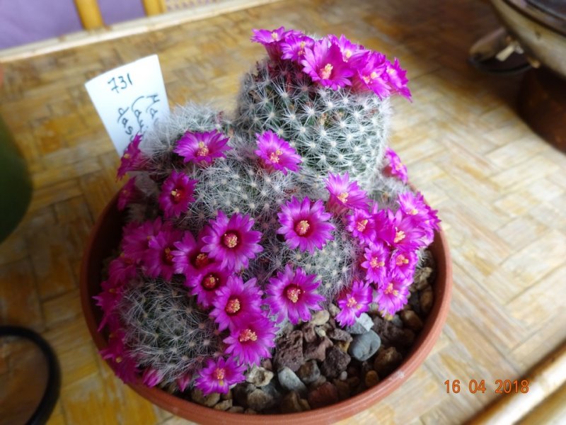 Mammillaria laui ssp. dasyacantha 