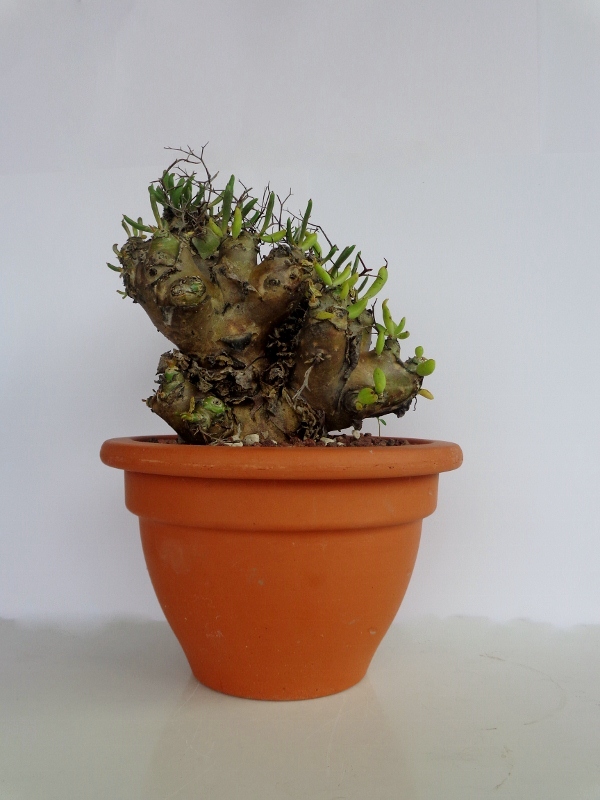 Tylecodon reticulatus 