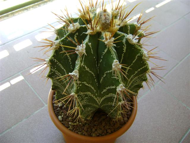 Astrophytum ornatum 