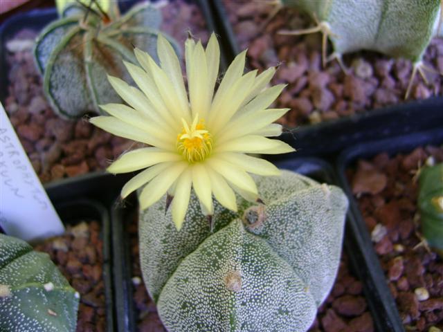 Astrophytum myriostigma f. tricostatum 