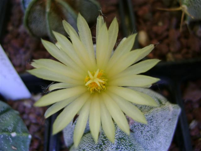 Astrophytum myriostigma f. tricostatum 