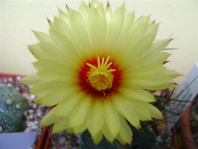 Astrophytum capricorne v. senile 