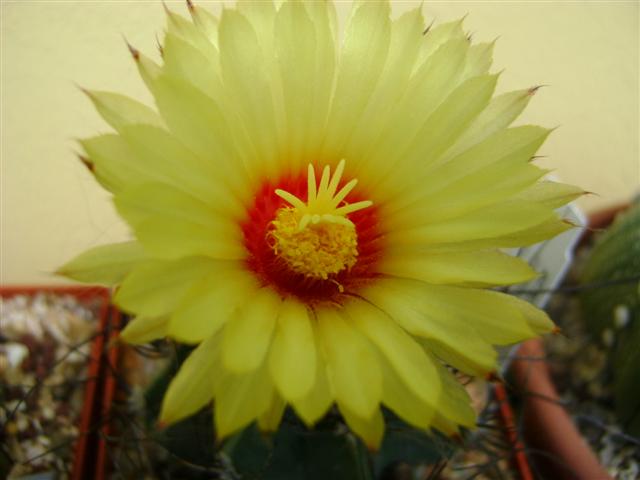 Astrophytum capricorne v. senile 