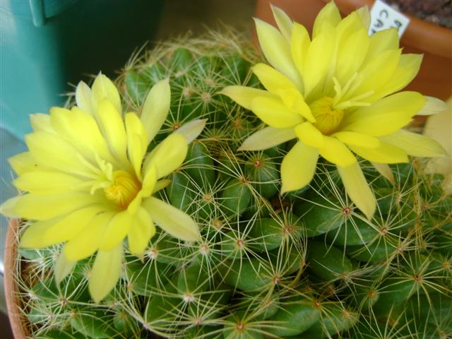 Mammillaria sphaerica 