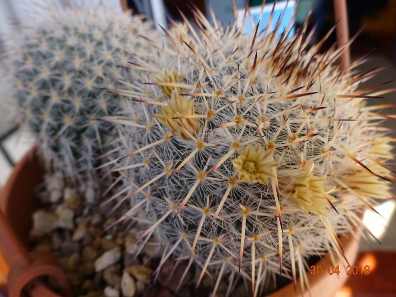 Mammillaria parkinsonii 