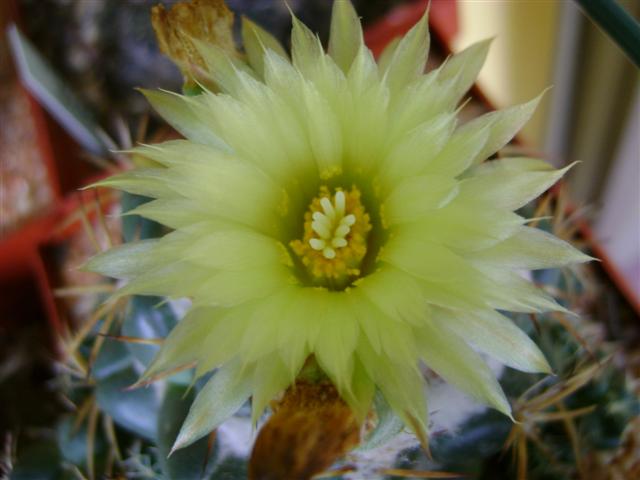 Coryphantha andreae 