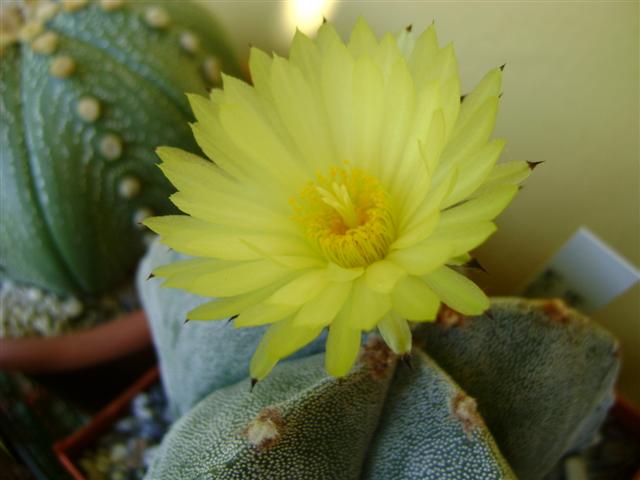 Astrophytum myriostigma 