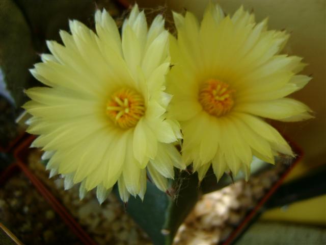 Astrophytum myriostigma v. nudum 