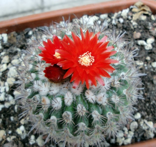 Parodia schwebsiana 