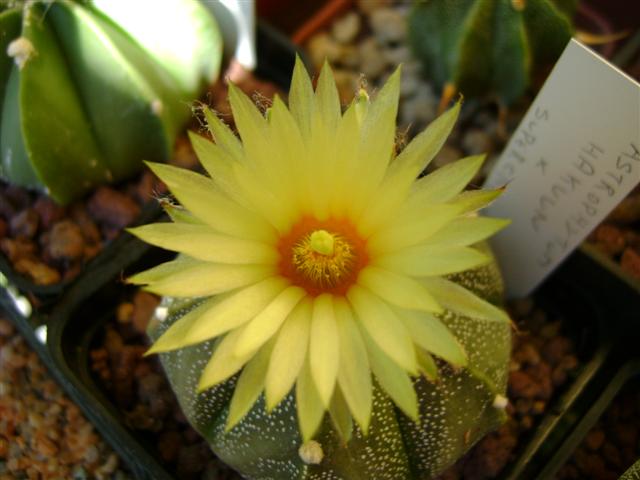 Astrophytum myriostigma cv. hakuun x super kabuto 