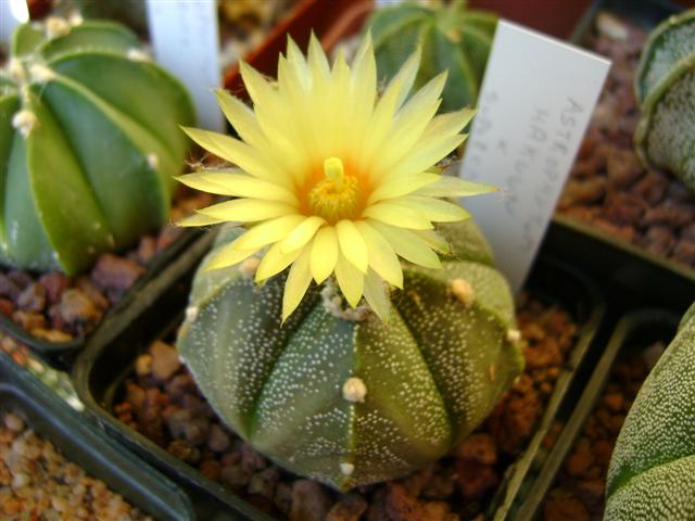 Astrophytum myriostigma cv. hakuun x super kabuto 