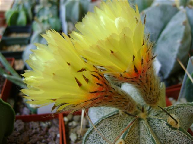 Astrophytum capricorne v. niveum 