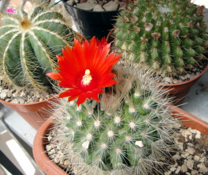 Parodia penicillata 