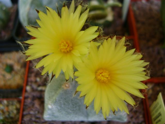 Astrophytum myriostigma f. quadricostatum 