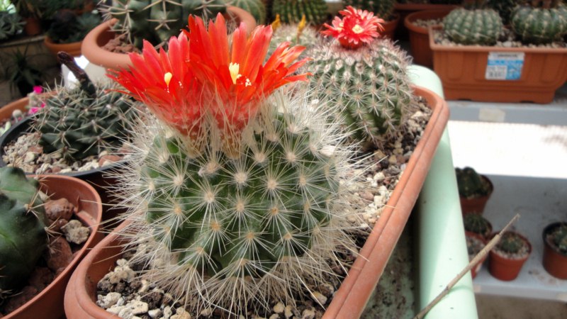 Parodia penicillata 