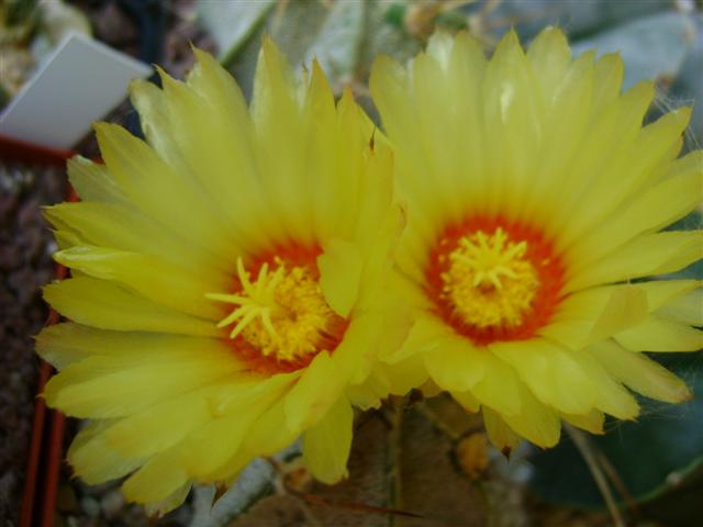 Astrophytum capricorne v. niveum 