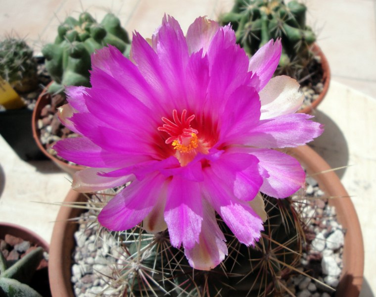 Thelocactus bicolor 