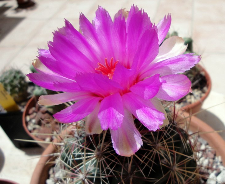 Thelocactus bicolor 