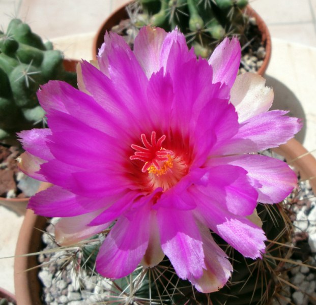 Thelocactus bicolor 