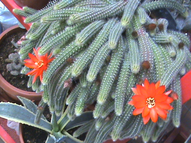 Chamacereus silvestris? 