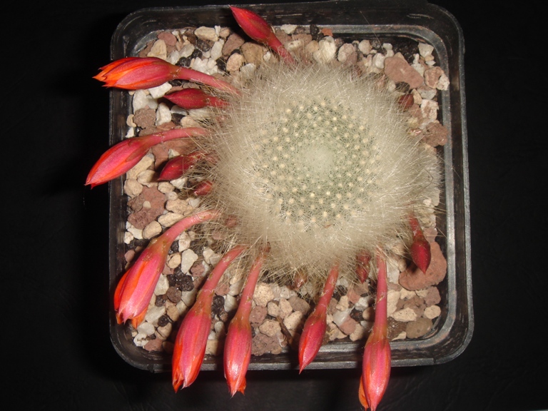 Rebutia albipilosa 