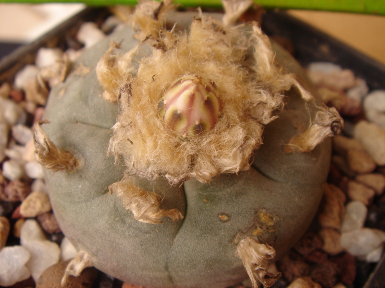 Lophophora williamsii 