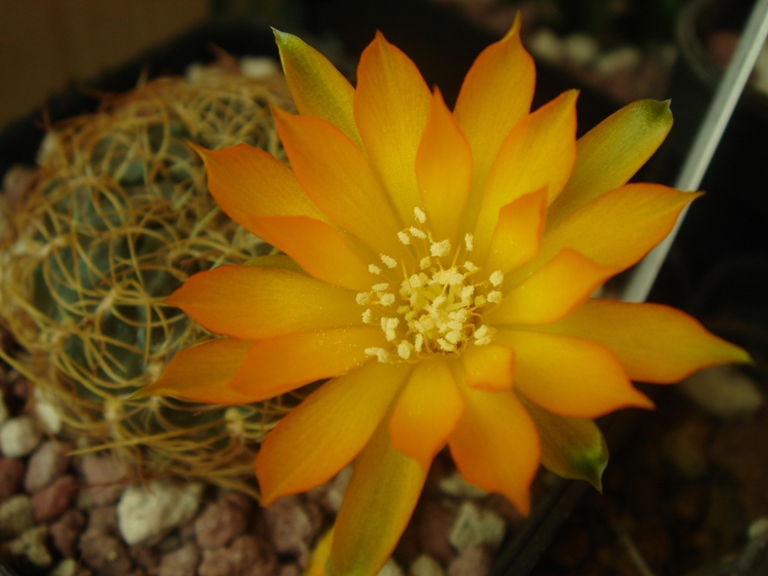 Sulcorebutia xanthoantha 