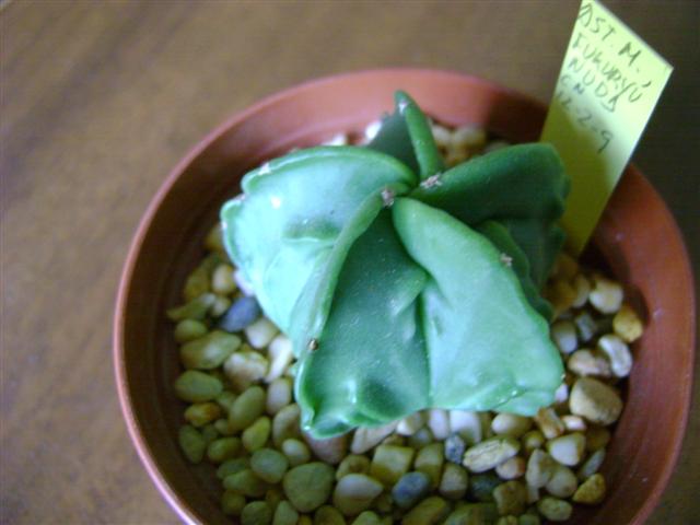 Astrophytum myriostigma cv. fukuryu nudum 