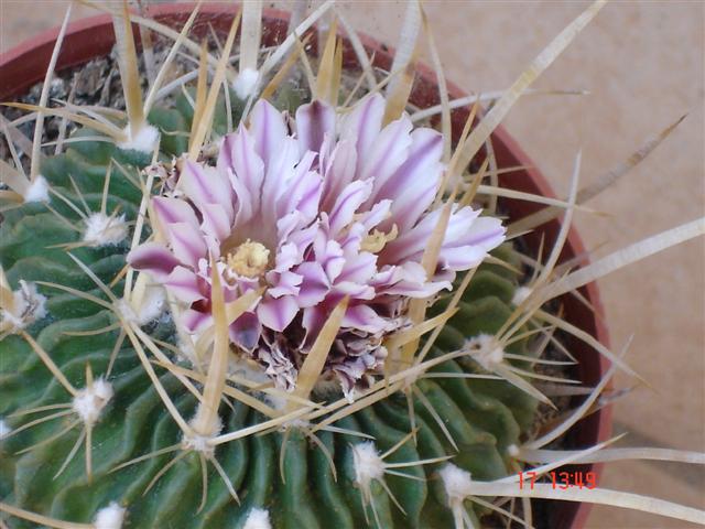 Stenocactus multicostatus 