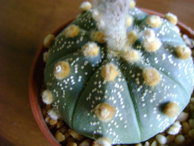 Astrophytum asterias 