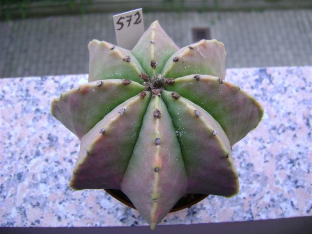 Astrophytum myriostigma f. multicostatum 