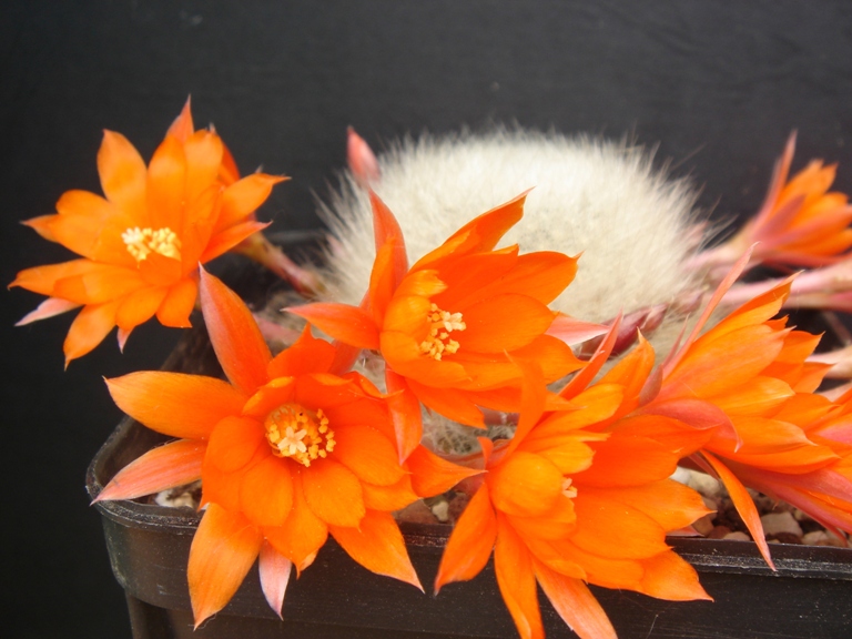 Rebutia albipilosa 