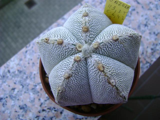 Astrophytum myriostigma cv. onzuka 