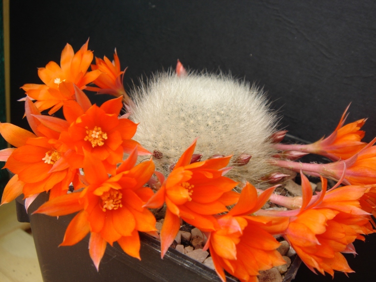 Rebutia albipilosa 