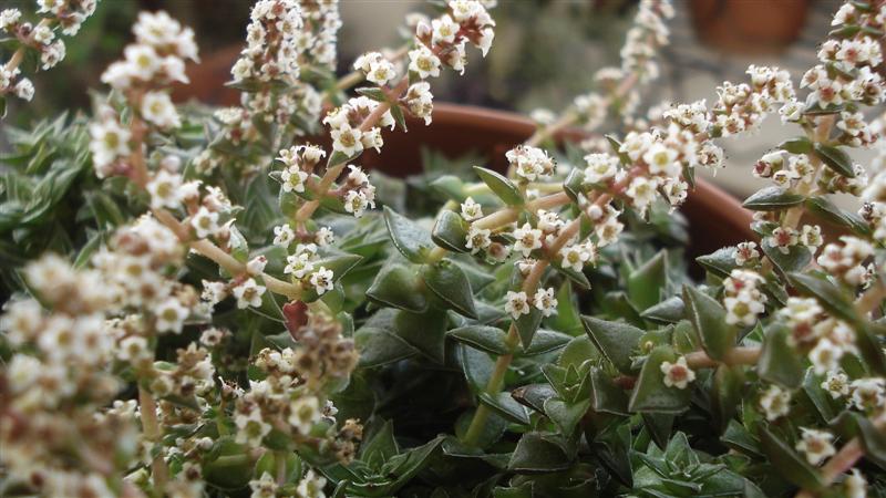 Crassula capitella 