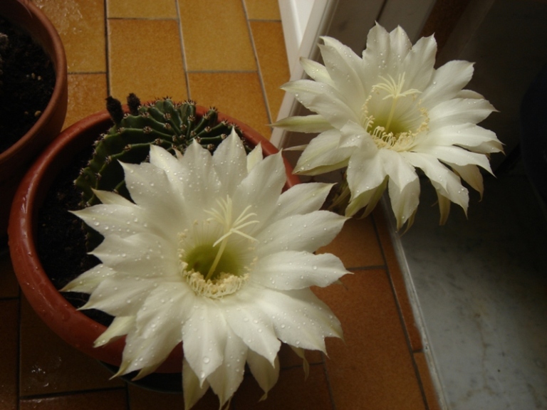 echinopsis sp 