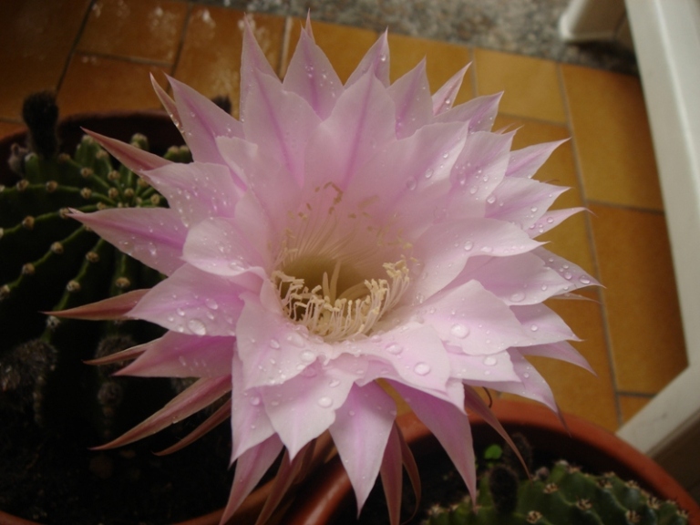 echinopsis sp 