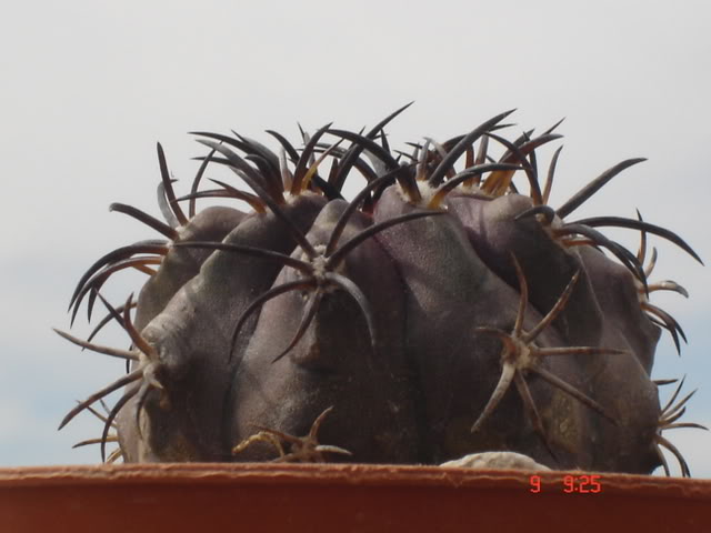 Copiapoa dura 